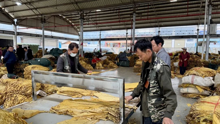 智慧收购暖民心——泸西县烟草专卖局以智慧收购护航烤烟丰收季